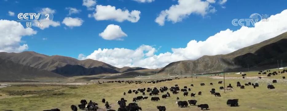 振兴乡村 | 万头牦牛集中出栏 特色产业助农增收