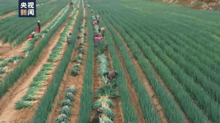 振兴乡村丨甘肃榆中大葱丰收 特色产业让农户增收